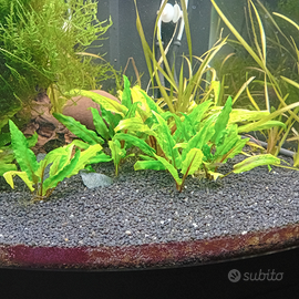 Piante acquario e Pesci