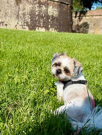 Shih tzu maschio per accoppiamento