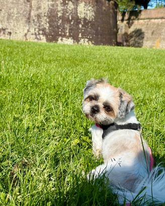 Shih tzu maschio per accoppiamento