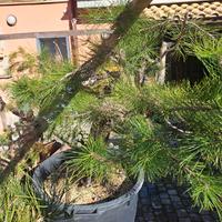 Pino Nero (Pinus nigra) Yamadori 