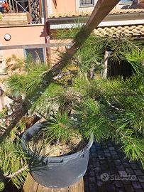 Pino Nero (Pinus nigra) Yamadori 