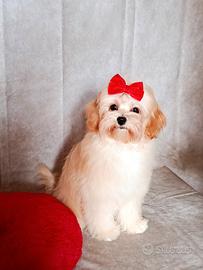 Maltipoo femminuccia