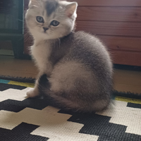 Cuccioli Scottish Fold e Scottish Straight