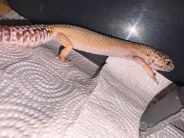 Geco leopardino
