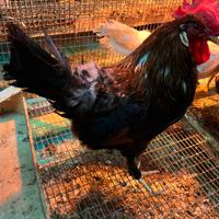 Galletti di razze incrociate