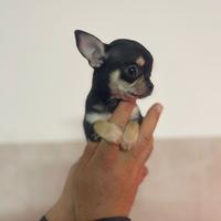 Chihuahua maschietto