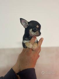 Chihuahua maschietto