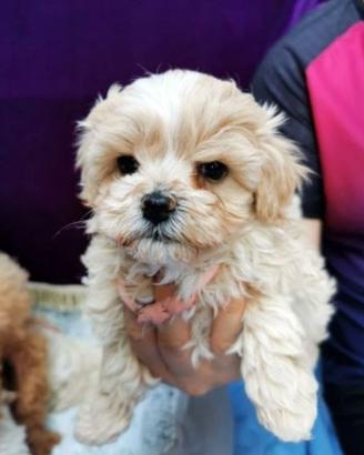 Cuccioli di maltipoo maschi e femmine