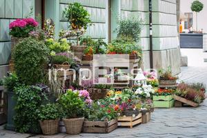 Negozio - Montebelluna