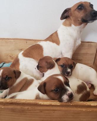 Cuccioli jack russel bicolore