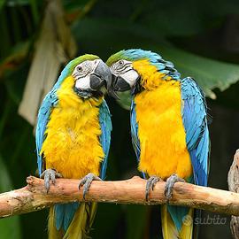 Coppia di Ara Ararauna