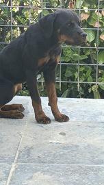 Cucciola di rottweiler