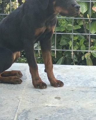 Cucciola di rottweiler