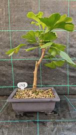 Bonsai di Ginkgo Biloba 153