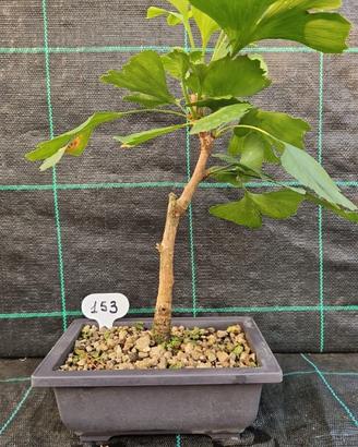 Bonsai di Ginkgo Biloba 153