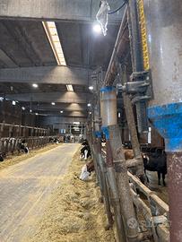 Impianto distribuzione mangime