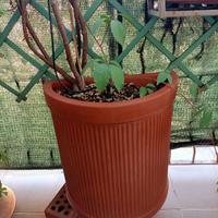 Vasi semicircolari in terracotta – altezza 53 cm