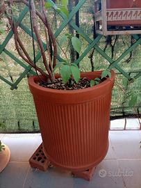 Vasi semicircolari in terracotta – altezza 53 cm