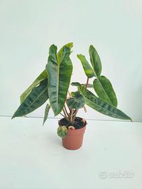 Philodendron Billitiae