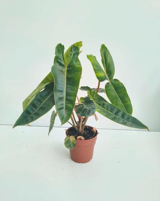 Philodendron Billitiae