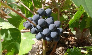 Uva gaglioppo Ardore