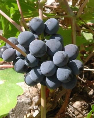 Uva gaglioppo Ardore