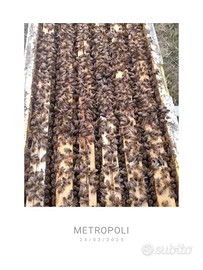 Famiglie di api ligustiche