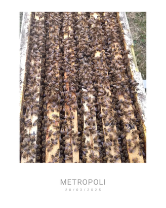 Famiglie di api ligustiche