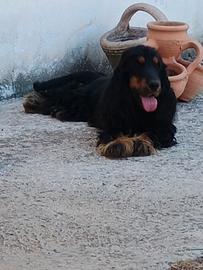 Cocker spaniel