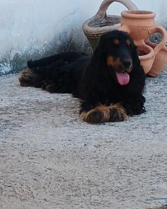Cocker spaniel