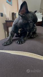 Bulldog francese