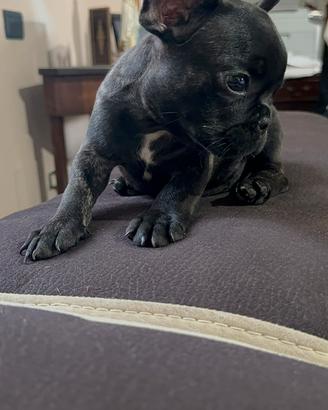 Bulldog francese