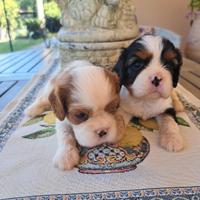 Cavalier king Ciarles Spaniel tricolor e blenheim