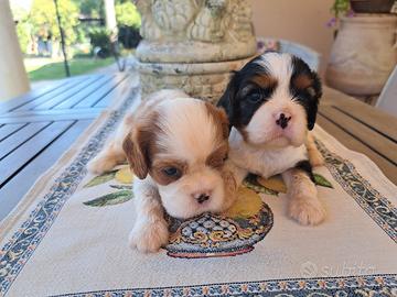 Cavalier king Ciarles Spaniel tricolor e blenheim
