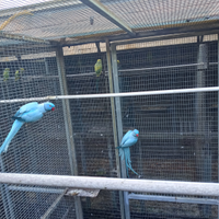 Parrochetti dal collare mutati da cedere