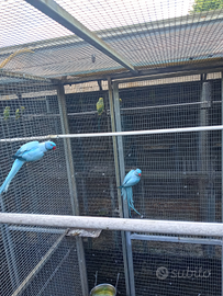 Parrochetti dal collare mutati da cedere