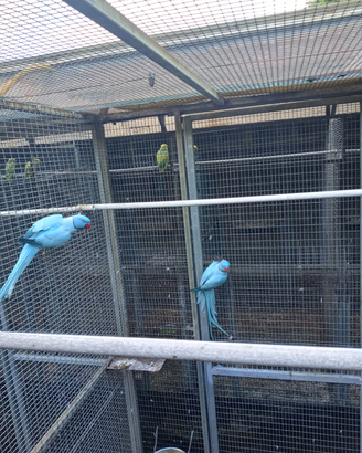 Parrochetti dal collare mutati da cedere