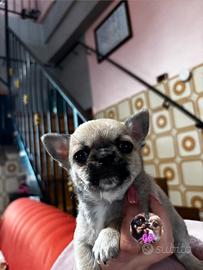 Chihuahua cucciolo disponibili