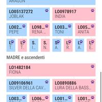 Cane da ferma setter inglese