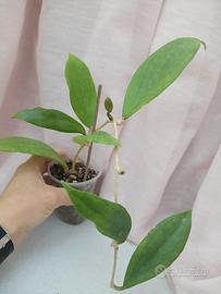 Hoya Jennifer