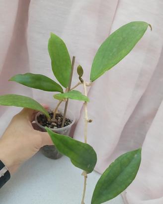 Hoya Jennifer