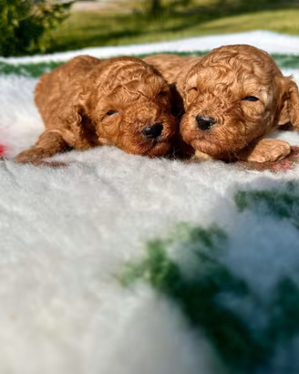 CUCCIOLI DI BARBONCINO NANO ROSSO