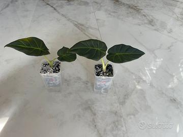 Alocasia regal shield