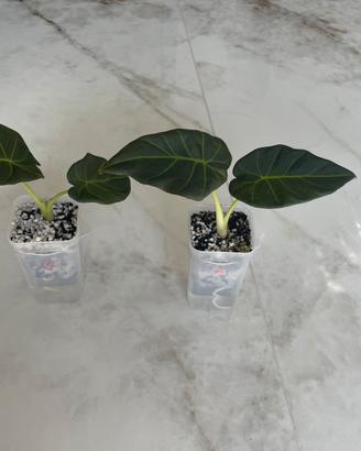 Alocasia regal shield