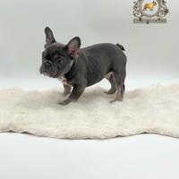 Dolcissimo Maschietto bulldog francese total blu
