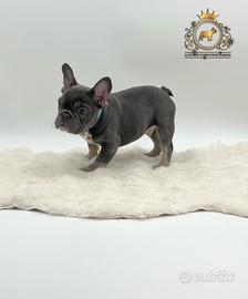 Dolcissimo Maschietto bulldog francese total blu