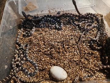 Serpente del granoturco panrherophis guttatus