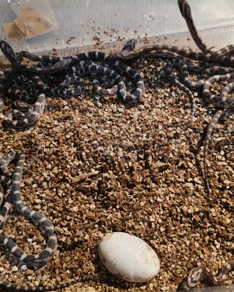 Serpente del granoturco panrherophis guttatus