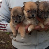 Cuccioli Volpini Rossi