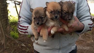 Cuccioli Volpini Rossi